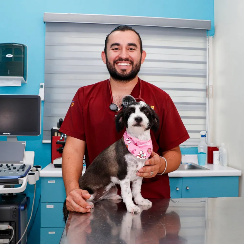 Veterinario de Hospital Veterinario Mascota Palacio en consulta con un paciente