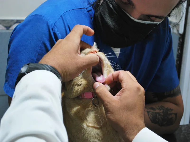 Laboratorio e imagen